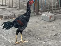 Guinea fowl — foto 2