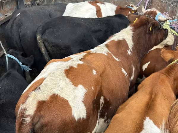 Buğa, Simmental cattle