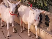 Goat, Saanen goat — photo 1