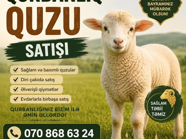 Qoç, Qoyunlar — Azərbaycan