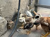 Chickens — photo 5