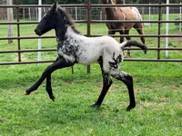 Madyan, Appaloosa — foto 3
