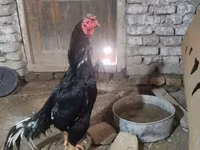 Chickens — foto 2