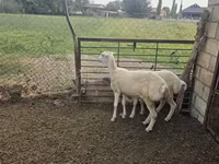 Sheep, Sheep — photo 3