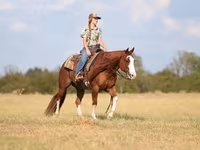 Cavalo, Quarter Horse — foto 3