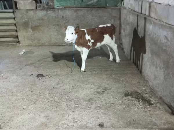 Buğa, Simmental cattle