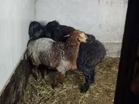 Qoyun, Hissar sheep — foto 1