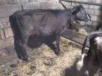 Bull, Cattle — photo 3