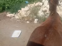 Horse (M), Horses — photo 7