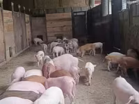 Eber, Schweine — Foto 6