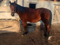Cavalo, Anglo-Arabian — foto 5