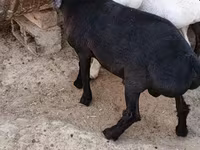 Goats (batch, sex not specified), Goats — photo 4