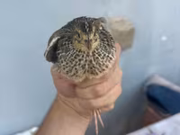Quails — photo 2