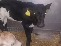 सांड, Simmental cattle — फ़ोटो 2