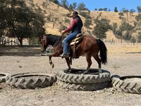 At, Quarter Horse — foto 8