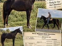 Horse (M), Rocky Mountain Horse — photo 1