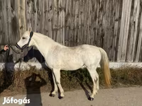 Kobyła, Shagya — zdjęcie 5