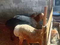 Ziegen (Partie, Geschlecht nicht angegeben), Ziegen — Foto 3