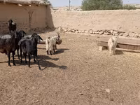 Sheep (batch, sex not specified), Sheep — photo 4