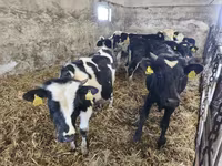 सांड, Russian Black pied cattle — फ़ोटो 4