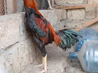 Chickens — photo 2