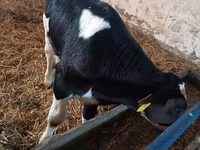 Buğa, Russian Black pied cattle — foto 7