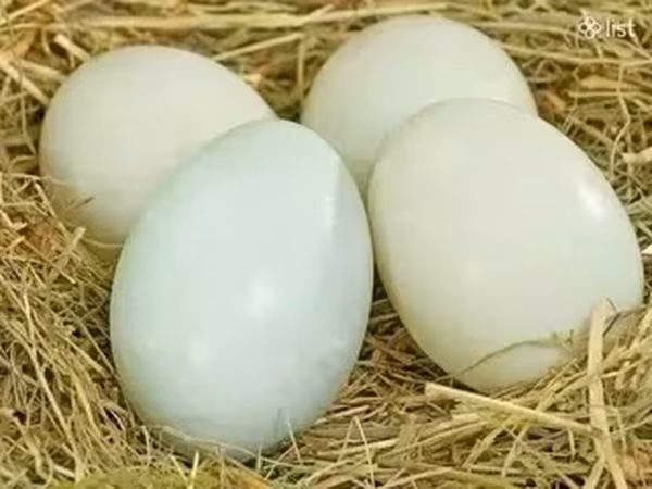 Ducks