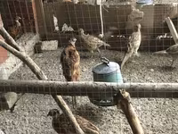 Quails — foto 2
