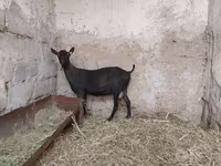 Koza, Murcia-Granada goats — foto 8