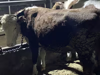 Bull, Latvian Blue cattle — photo 5