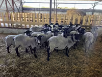 Sheep, Romanov sheep — photo 5