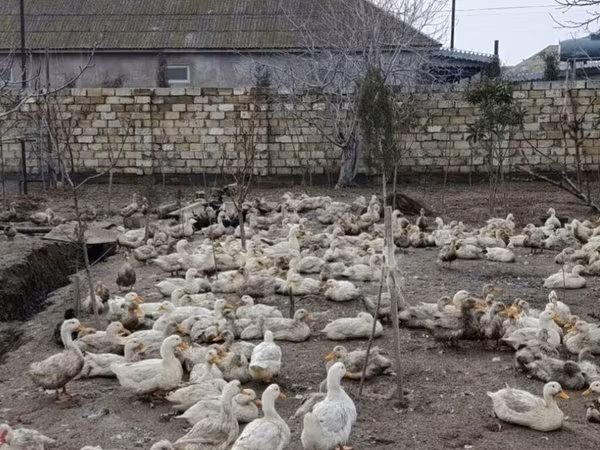 Alman Pekin — Azərbaycan