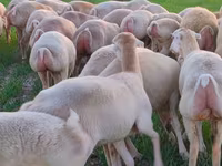 Sheep, Sheep — photo 2