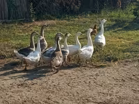 Geese — Foto 2