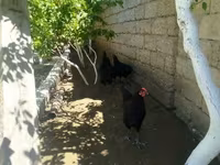 Australorp — photo 3