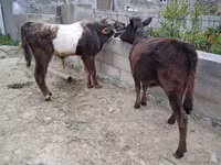 公牛, Cattle — 照片 4