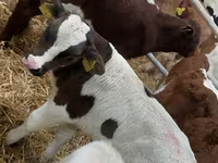 Touro, Simmental cattle — foto 2