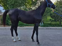 Hengst, Akhal-Teke — Foto 5