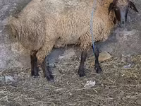 Qoç, Qoyunlar — foto 4