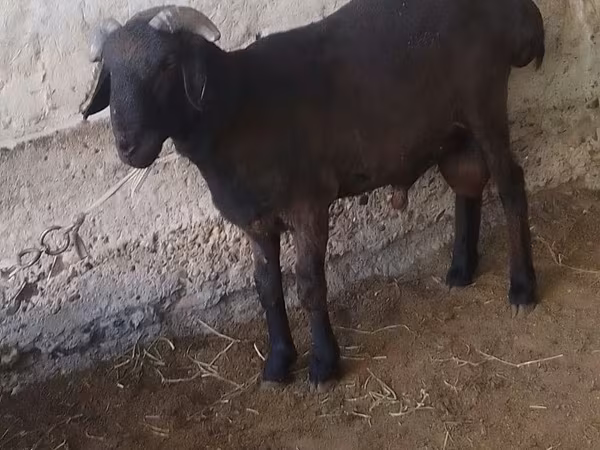Qoç, Qoyunlar