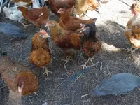 Chickens — foto 3