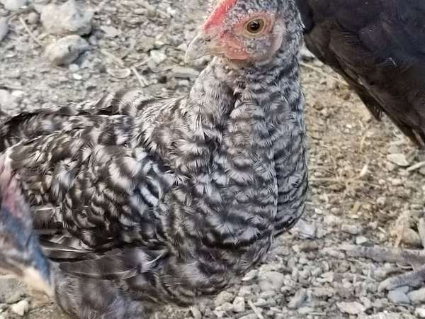 Chickens — Azerbaijan