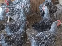 Chickens — photo 1