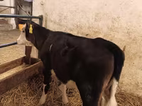 母牛, Aberdeen-Angus — 照片 1