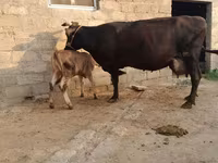 İribuynuzlu mal-qara (partiya, cinsi göstərilməyib), Mal-qara — foto 5