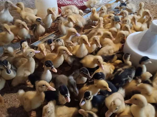 Ducks — Azərbaycan