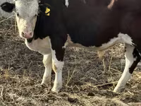 Býk, Holštýnské plemeno — foto 3