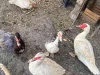 Ducks — Foto 3