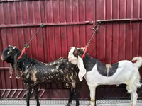 公山羊, Kamori goats — 照片 3