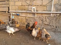 Chickens — Foto 1